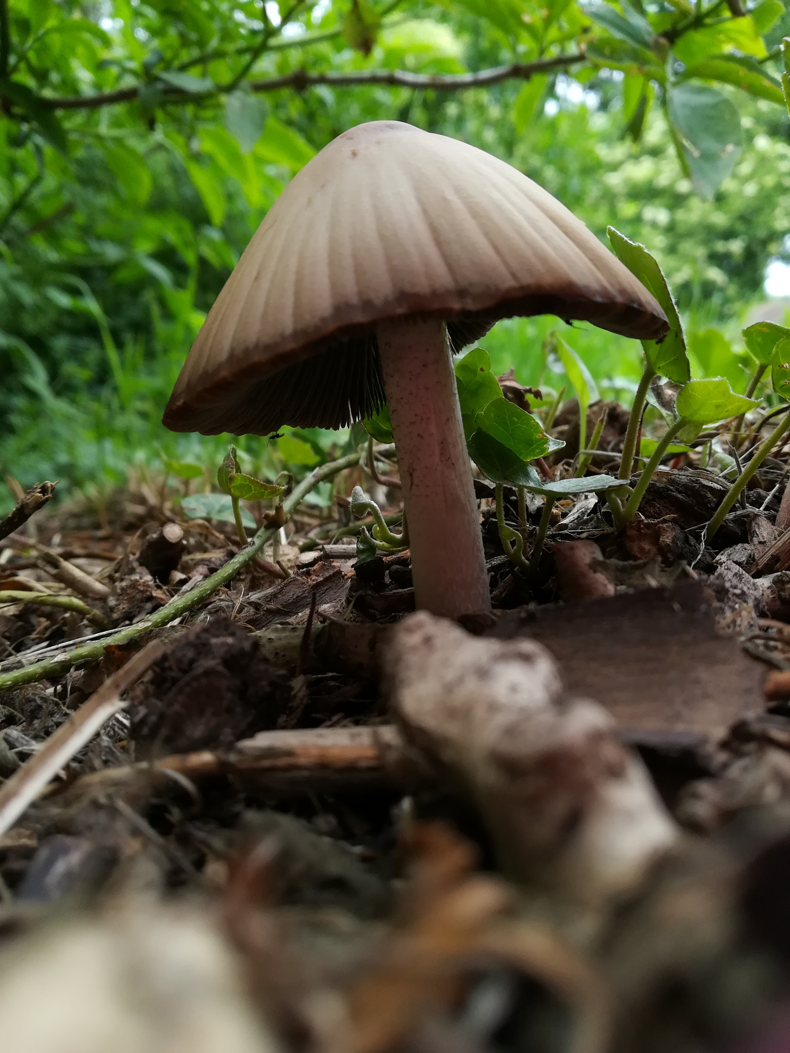 HUAWEI PRA-LX1 sample photo. Dav photography