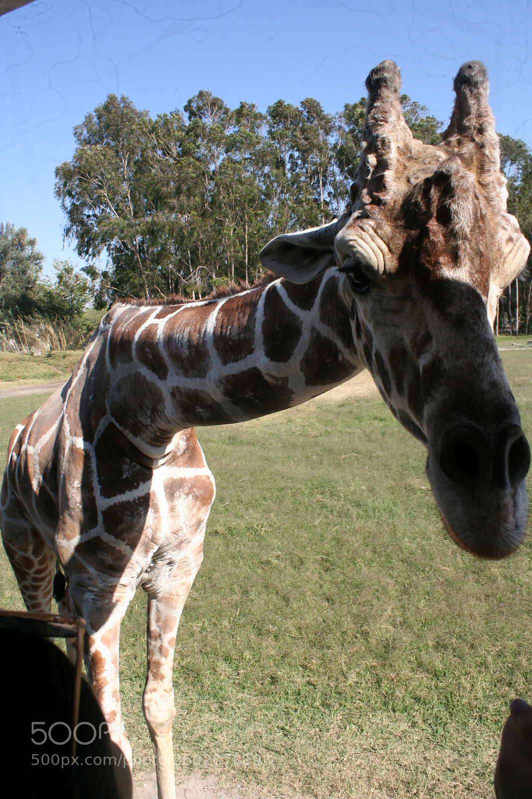 Canon EOS 350D (EOS Digital Rebel XT / EOS Kiss Digital N) sample photo. Amigable animal photography