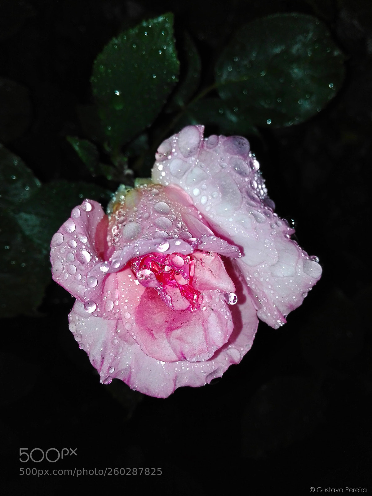 HUAWEI P8 Lite sample photo. Drops of life photography