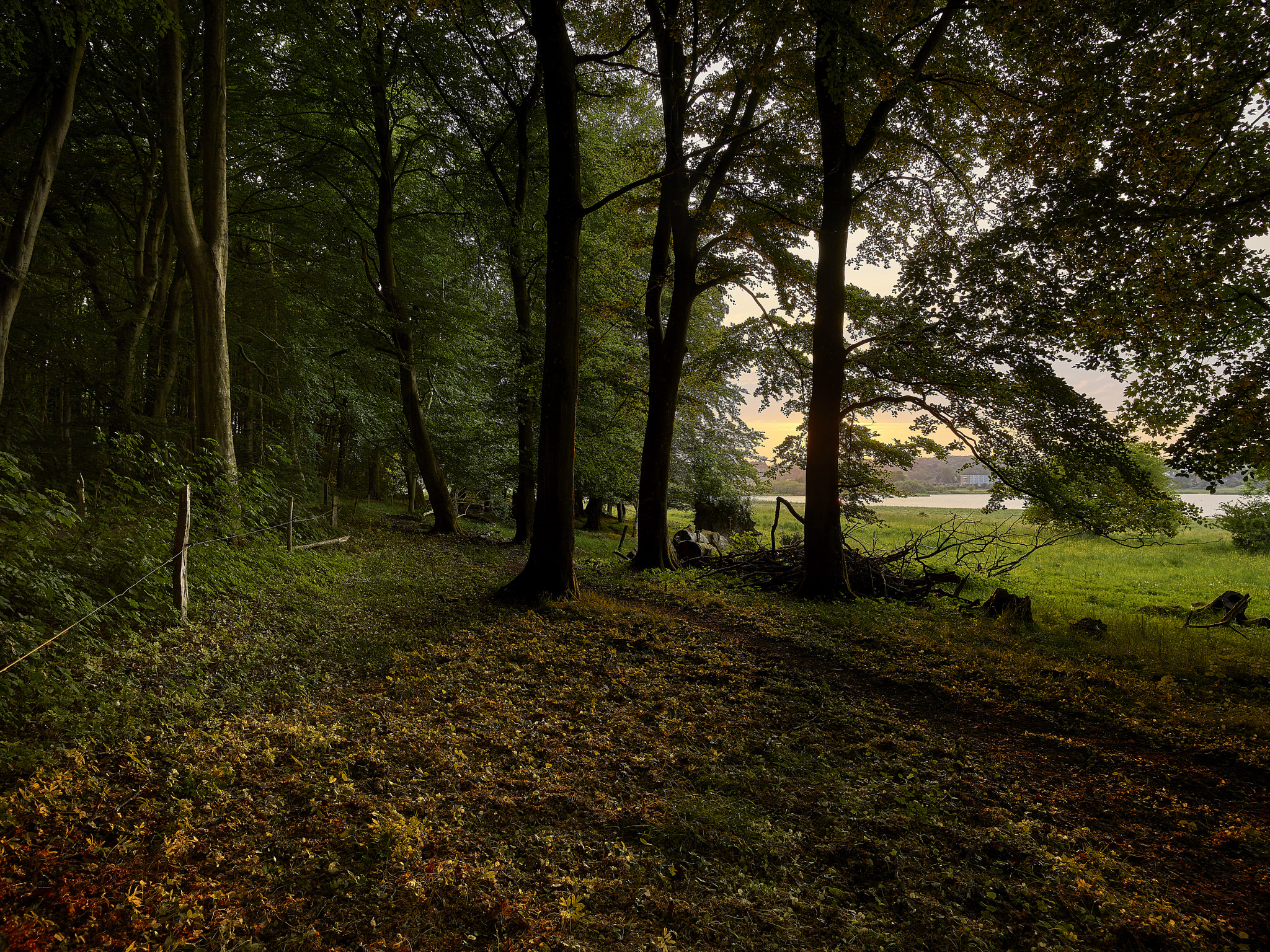 Phase One IQ150 sample photo. Sundown in the forest by the lake photography