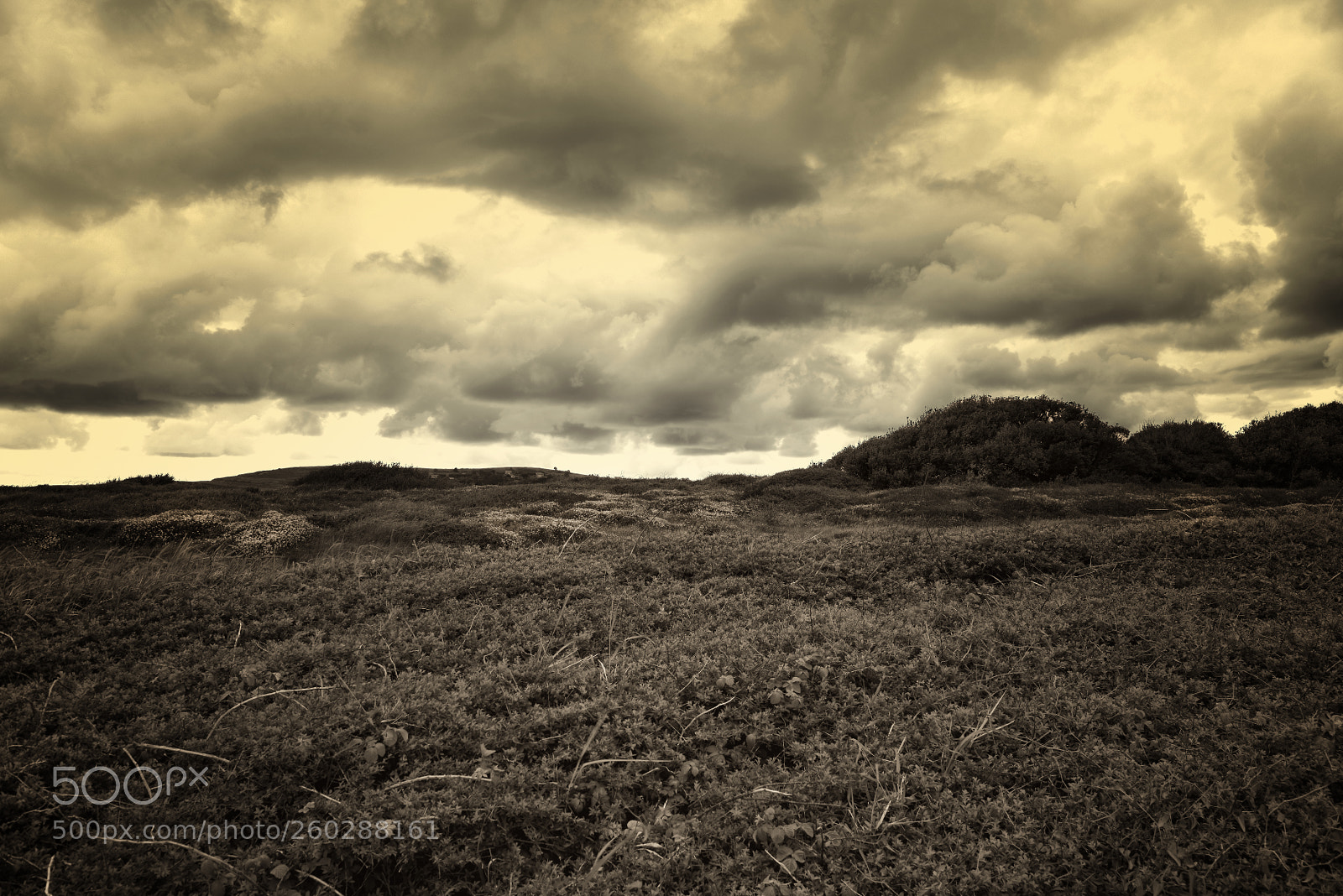 Nikon D810 sample photo. Walking in sopelana photography
