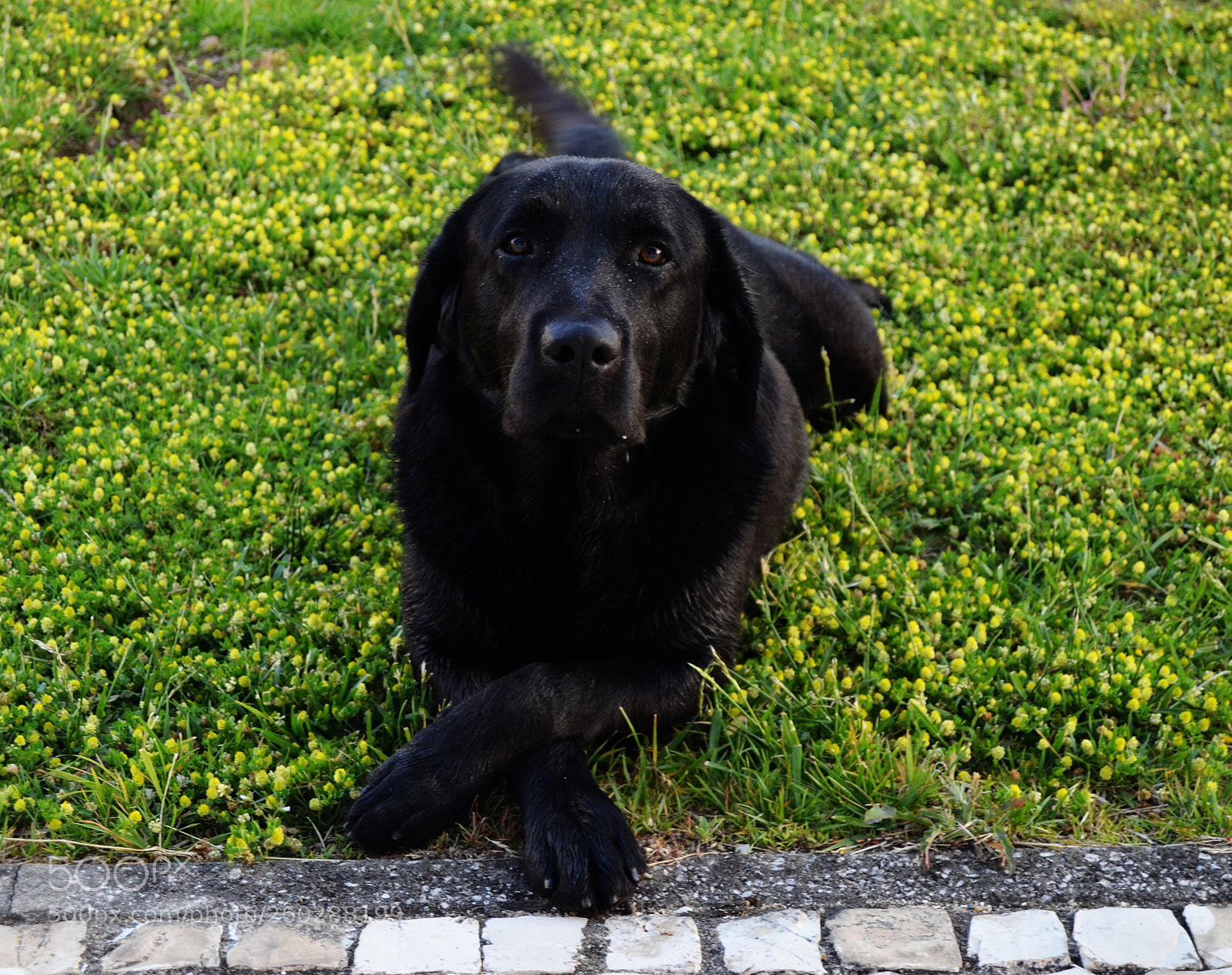 Nikon D5100 sample photo. My dog photography