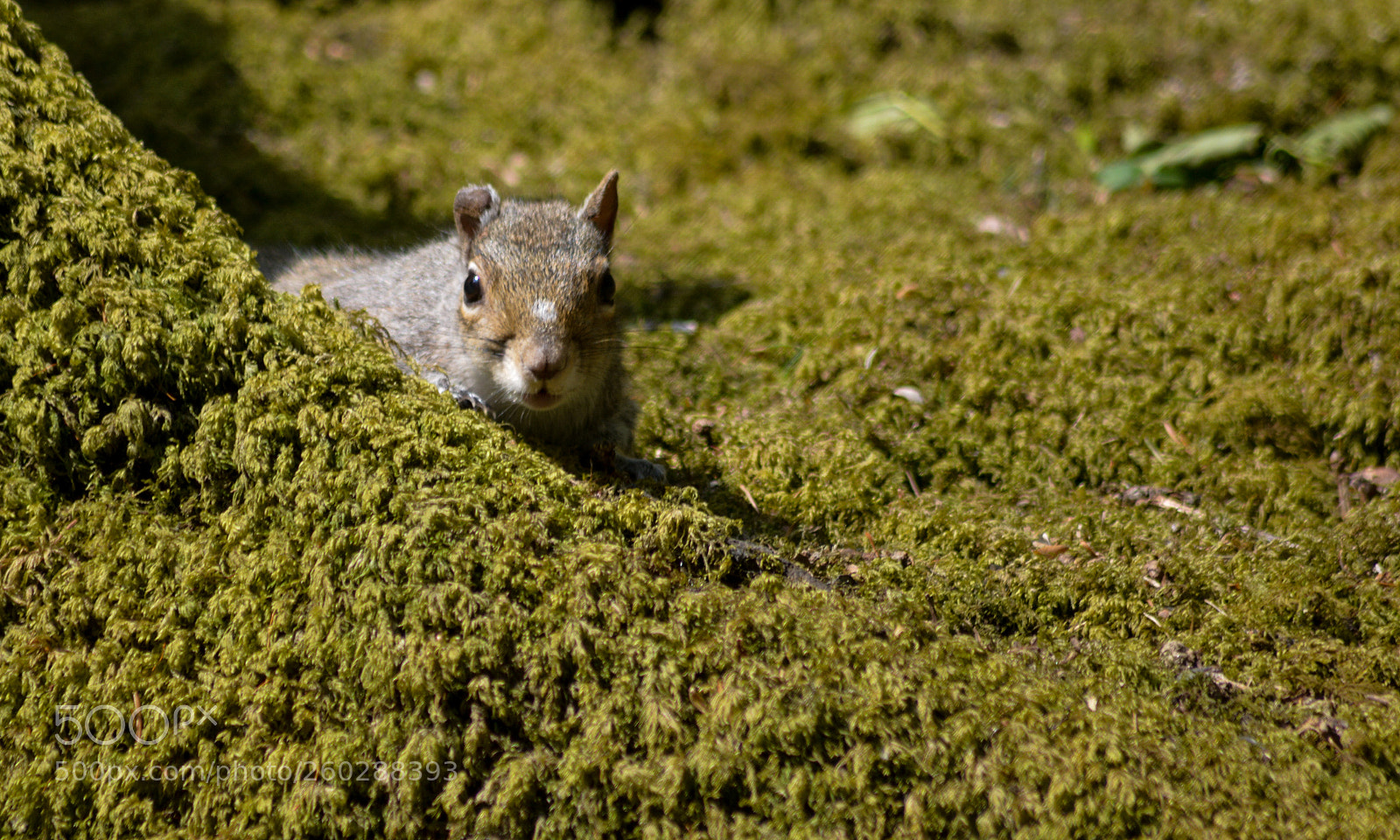Nikon D3200 sample photo. Secret squirrel (grey) photography