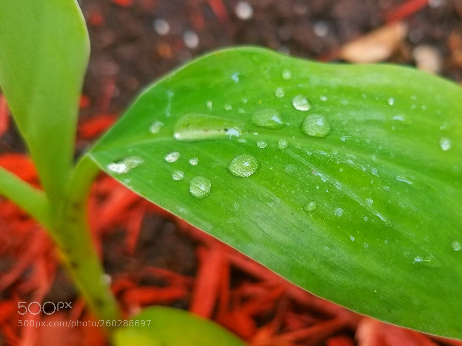 Samsung Galaxy S8+ sample photo. Droplets #dragonbaitandjellyfish #aphoracoachhomes photography