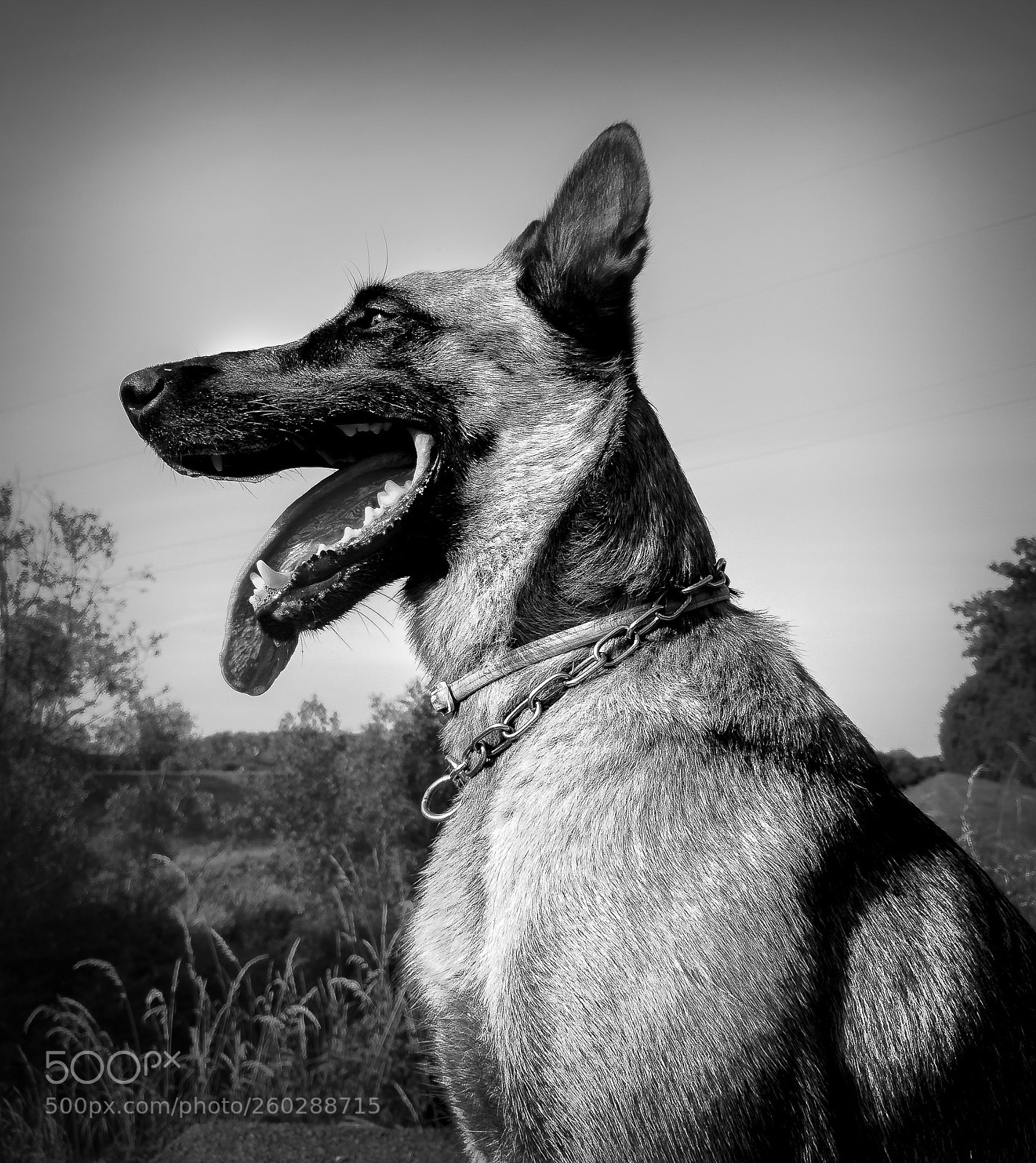 HUAWEI CLT-L29 sample photo. Lpd - my dafne photography