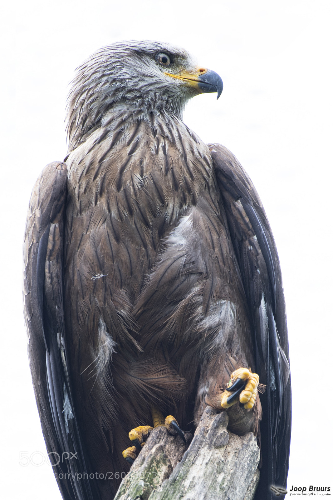Nikon D750 sample photo. Buizerd photography