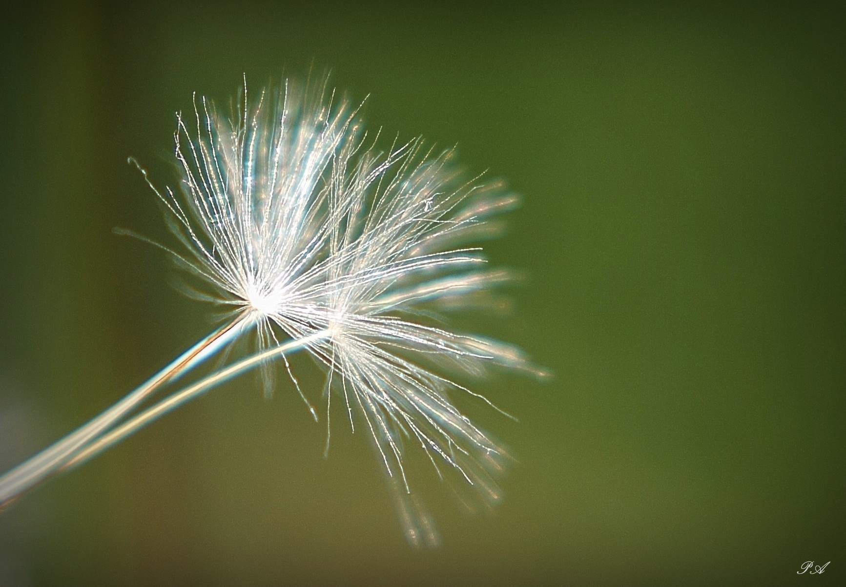 Canon EOS 1100D (EOS Rebel T3 / EOS Kiss X50) sample photo. Dandelion photography