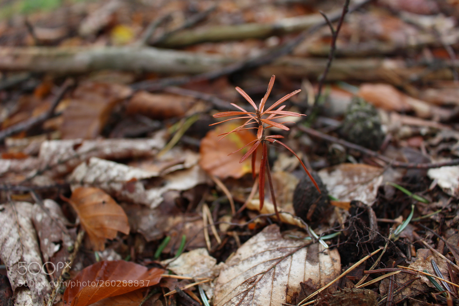 Canon EOS 100D (EOS Rebel SL1 / EOS Kiss X7) sample photo. Little forest beauty photography