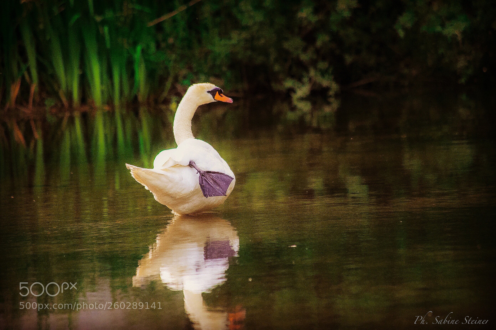 Canon EOS 5D Mark II sample photo. Dancing swan photography