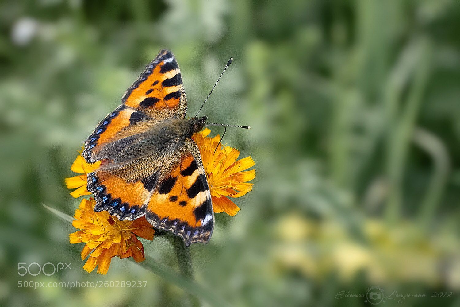 Sony a7 II sample photo. Der kleiner fuchs photography