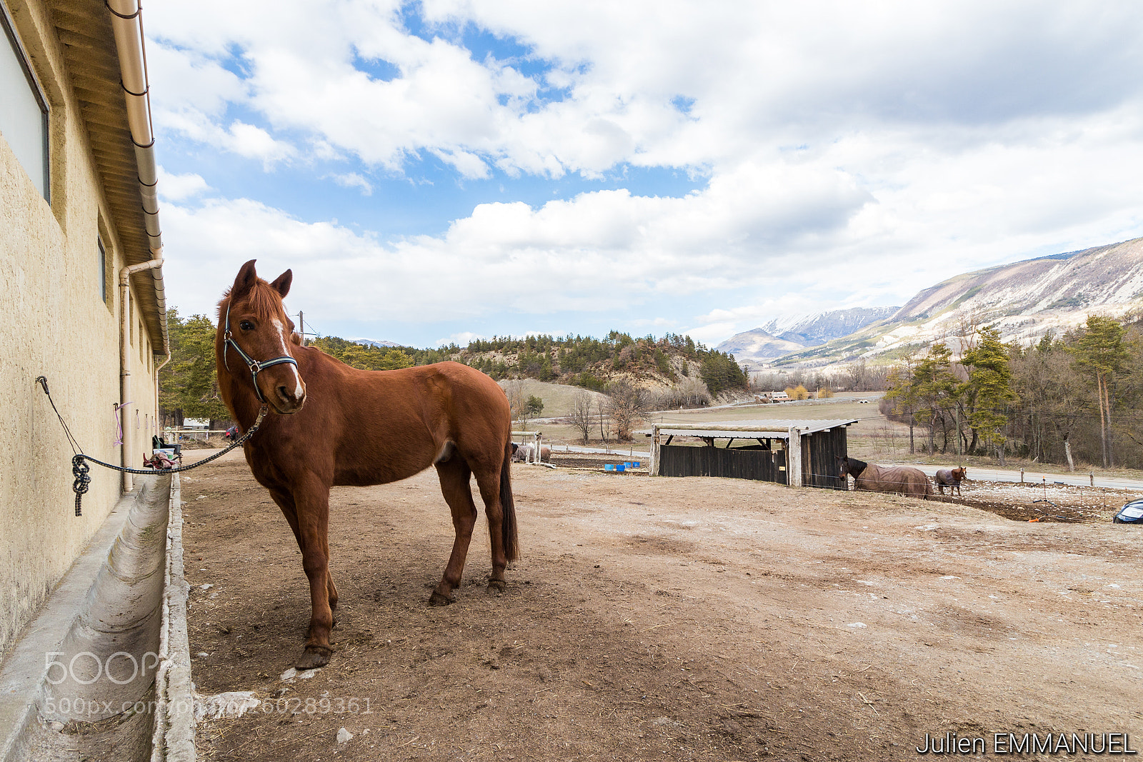 Canon EOS 700D (EOS Rebel T5i / EOS Kiss X7i) sample photo. Attached horse photography