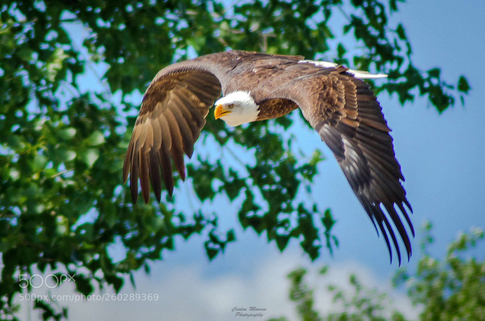 Nikon D7000 sample photo. " !! vuela....... ¡¡ " photography
