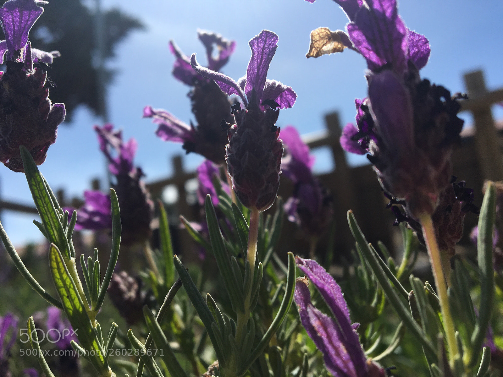 Apple iPhone 6s sample photo. Untitled photography