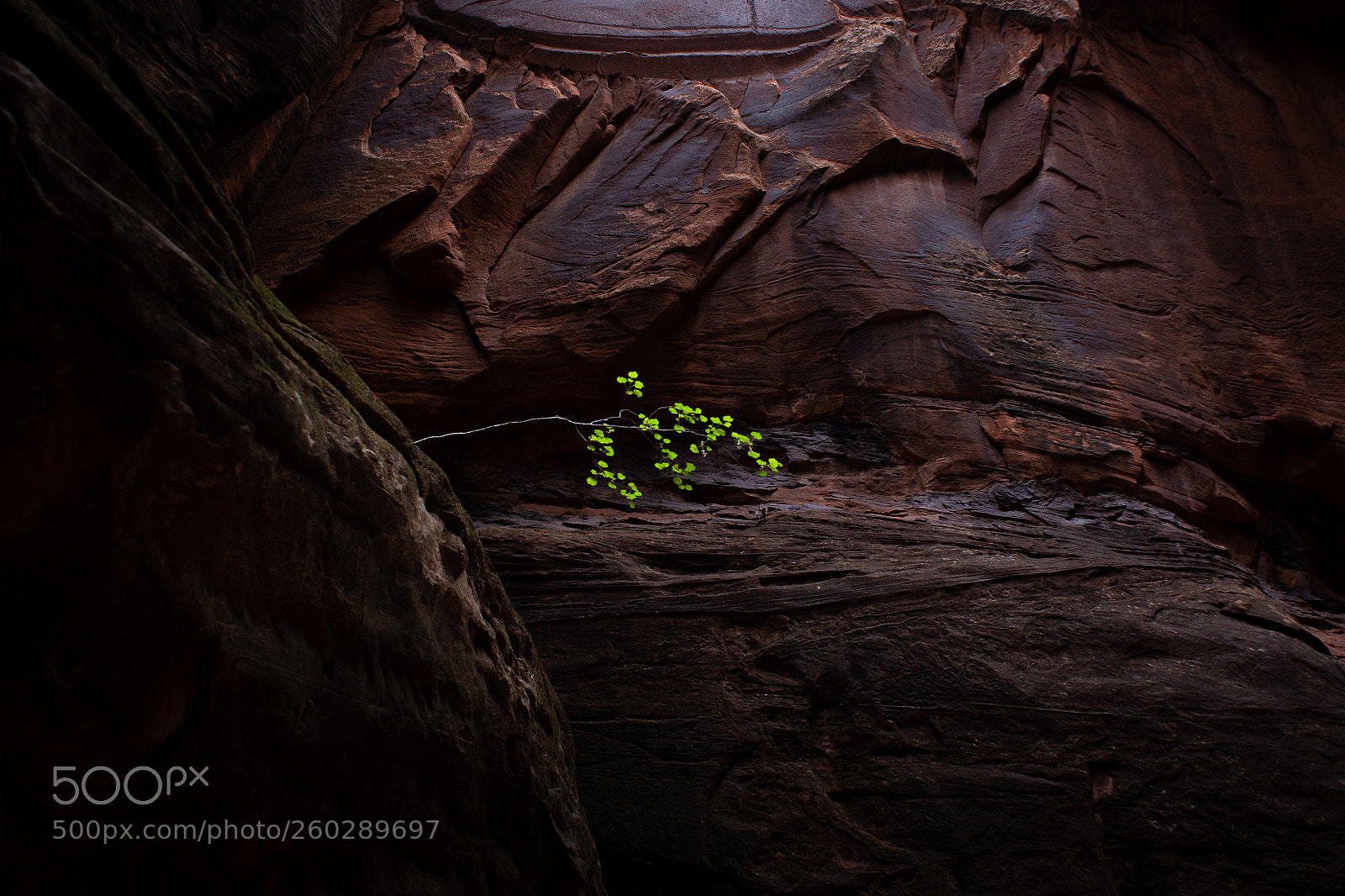 Nikon D800E sample photo. Canyon sprout photography