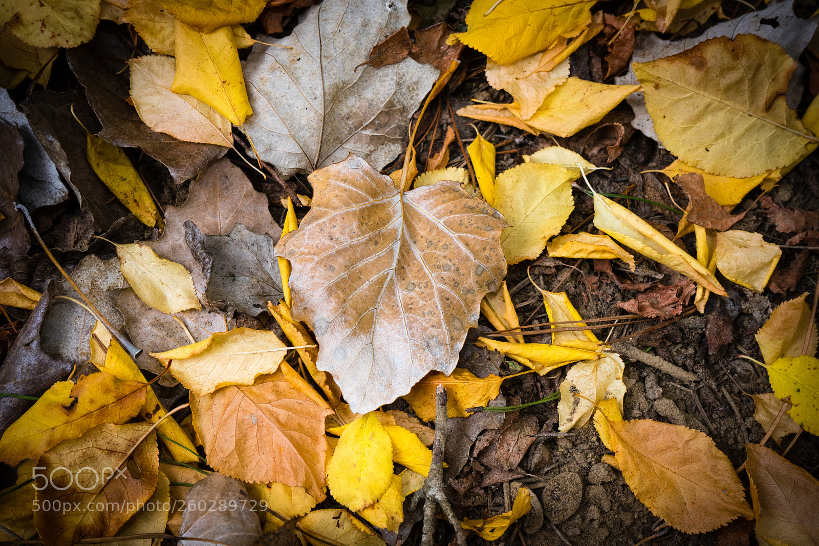 Sony a7 sample photo. Autumn leaves photography