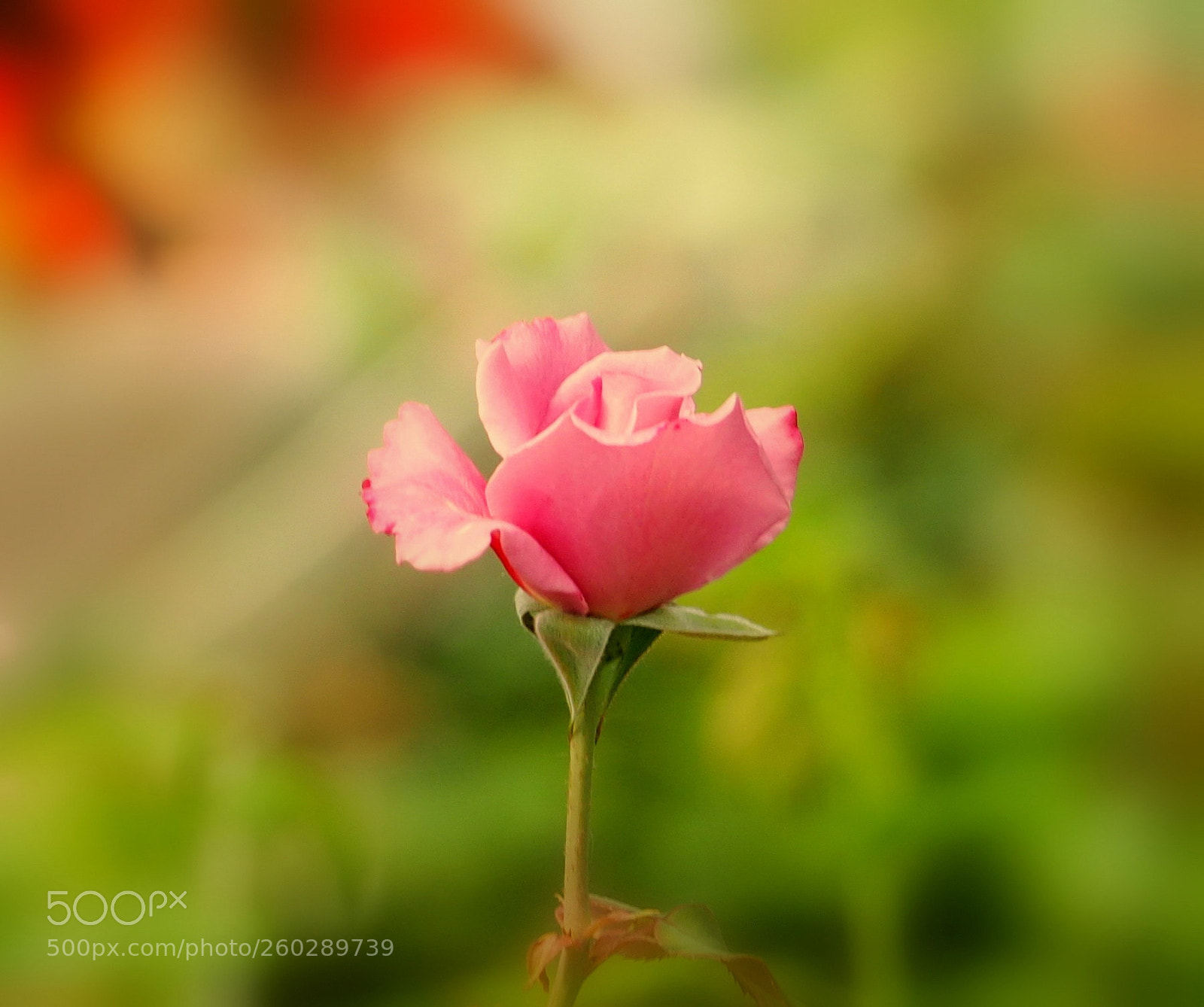 Olympus OM-D E-M1 sample photo. Rose bud.. photography
