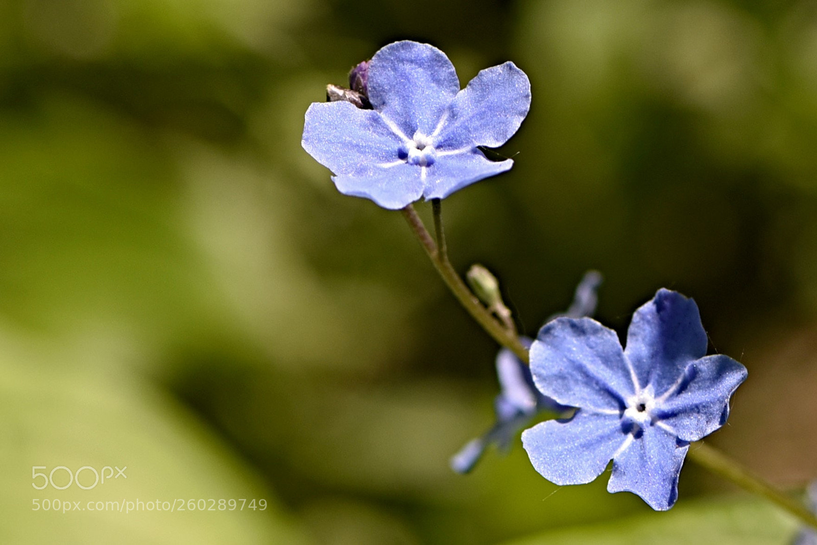 Nikon D750 sample photo. Always with you. photography