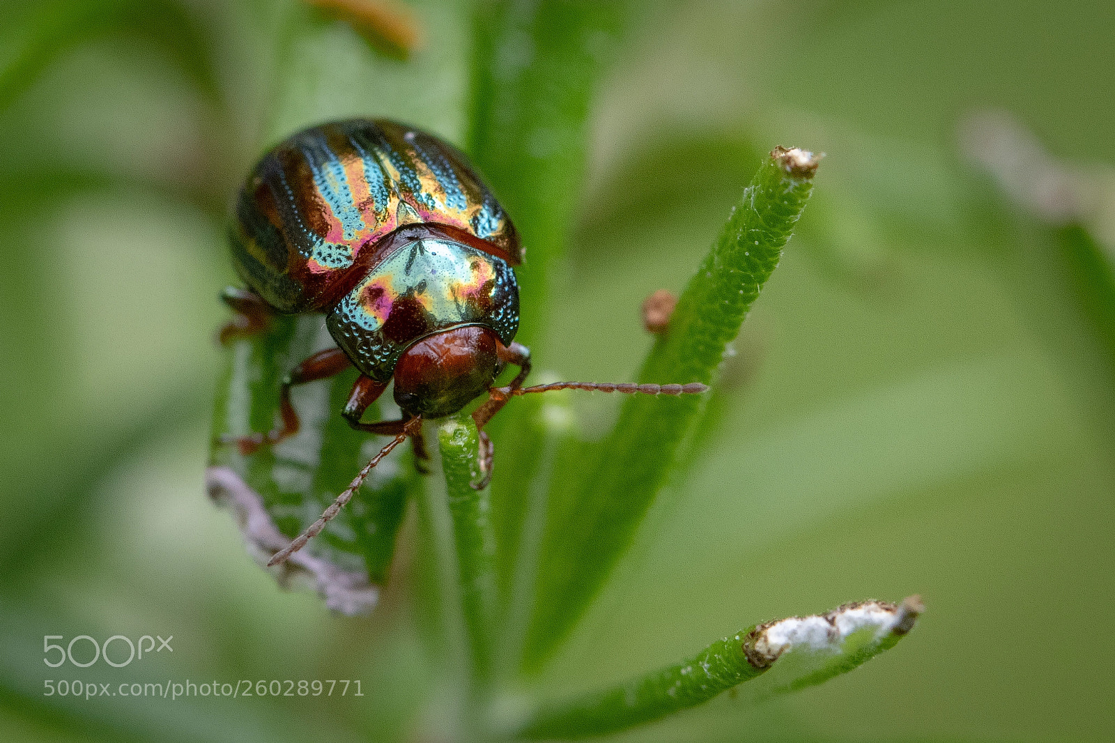 Canon EOS 80D sample photo. Rosemary beetle photography