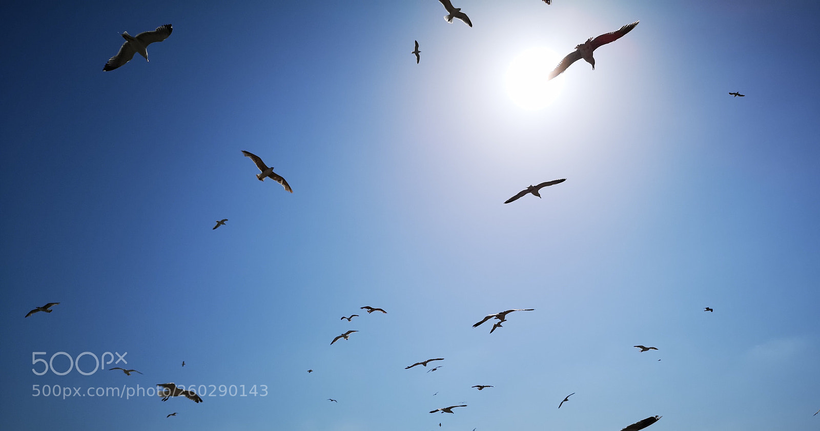 HUAWEI CLT-L29 sample photo. Birds photography