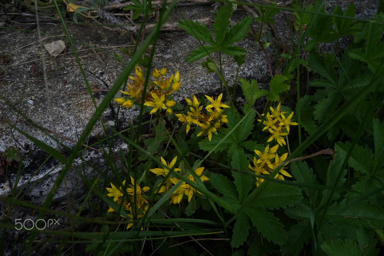 Sony Cyber-shot DSC-RX1 sample photo. Yellow flowers photography
