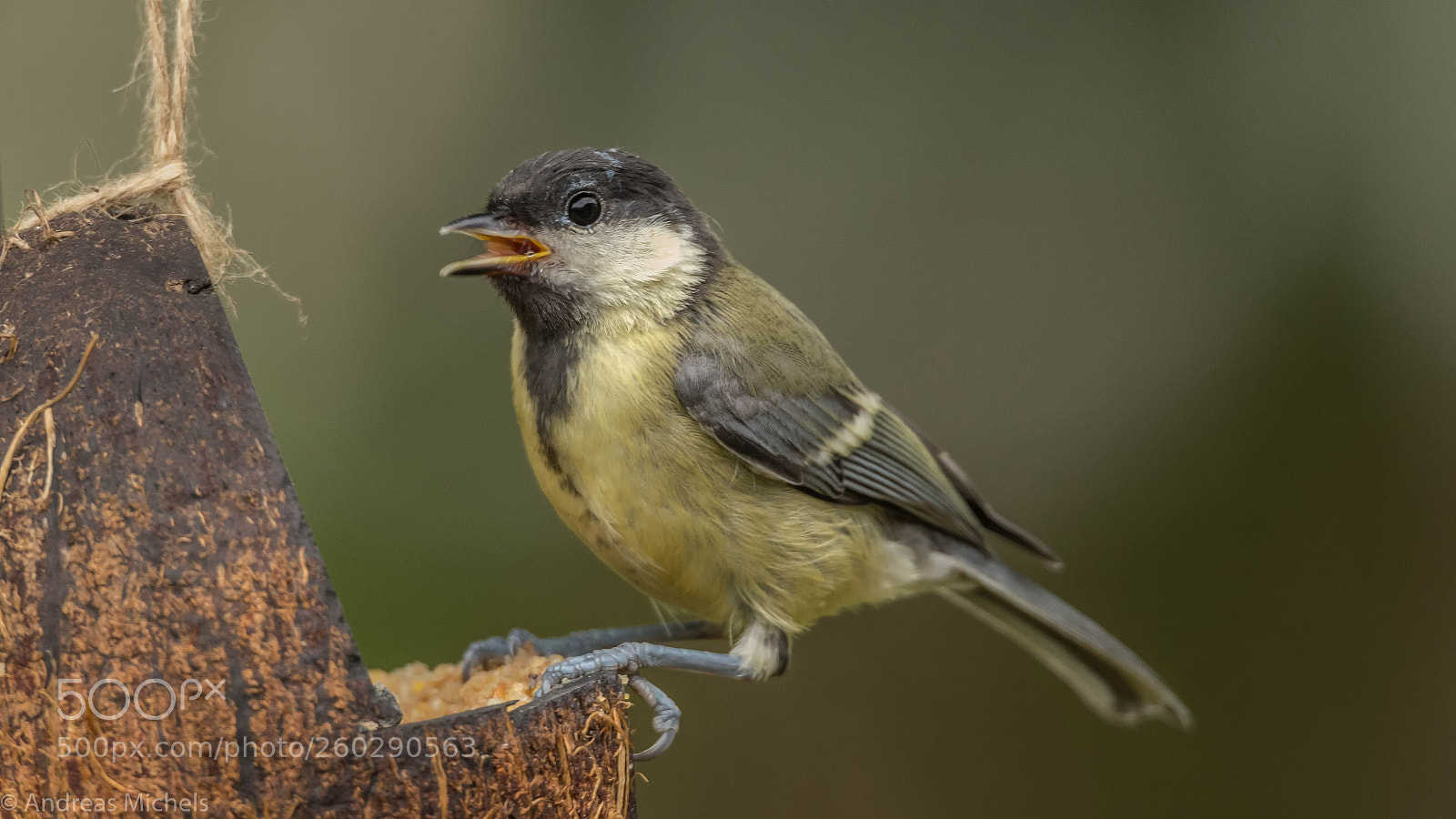 Nikon D500 sample photo. Young tit. photography