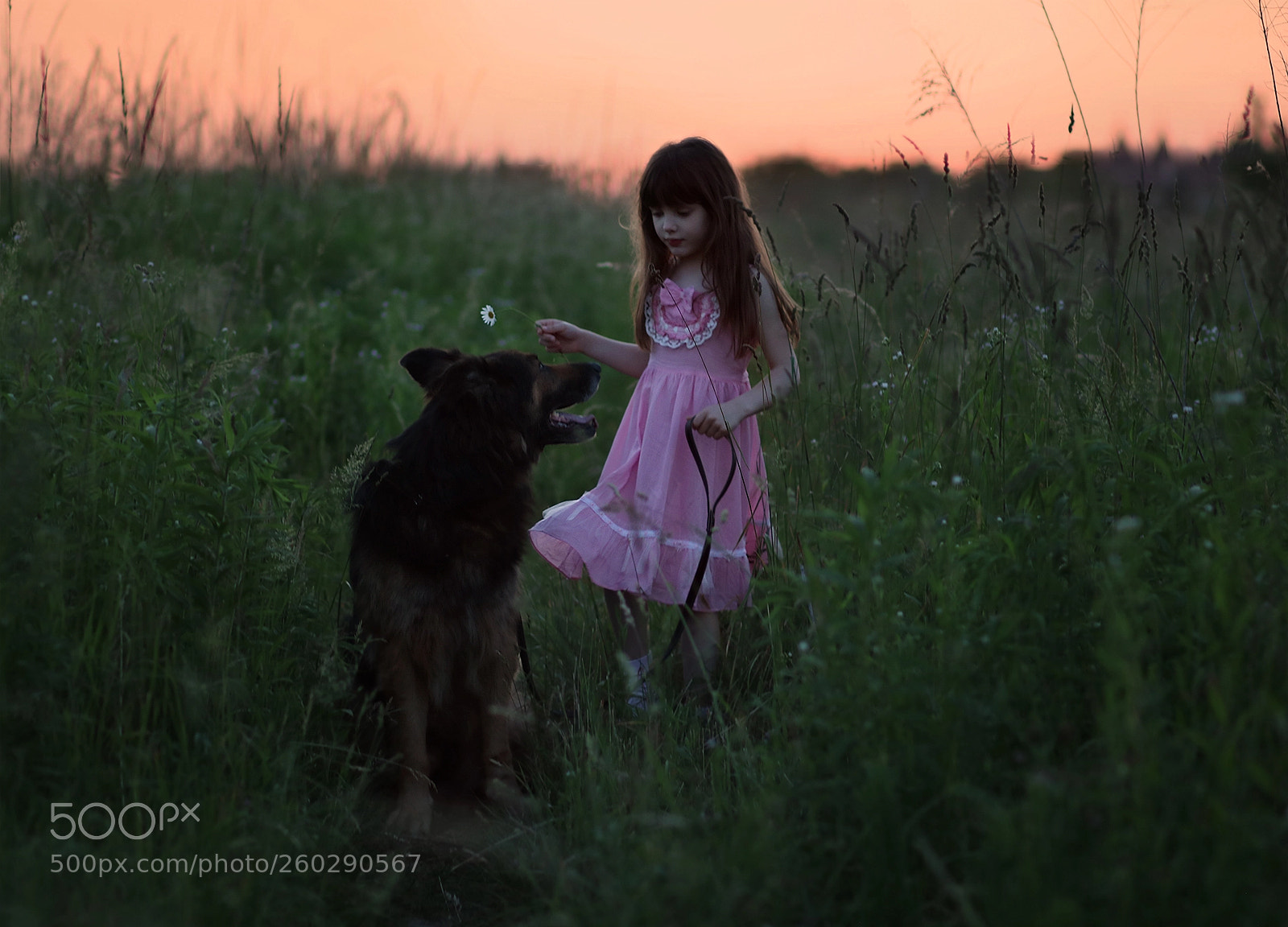 Canon EOS 750D (EOS Rebel T6i / EOS Kiss X8i) sample photo. Sunset walk photography
