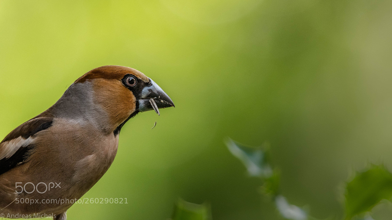 Nikon D500 sample photo. Hawfinch photography