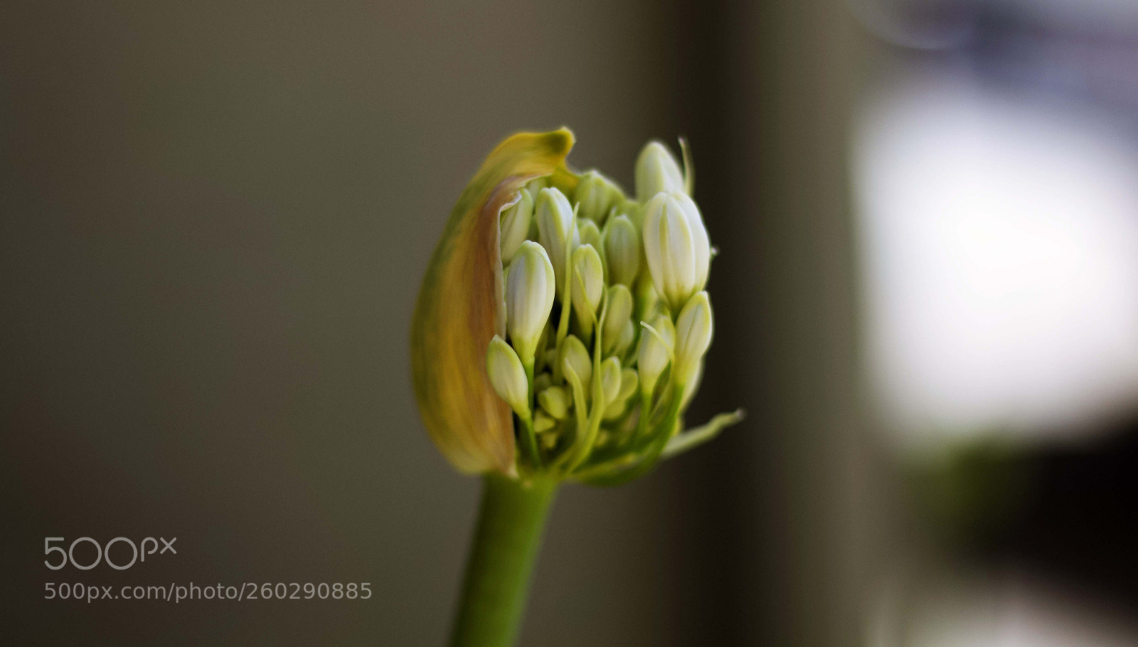 Canon EOS 700D (EOS Rebel T5i / EOS Kiss X7i) sample photo. A blooming flower photography