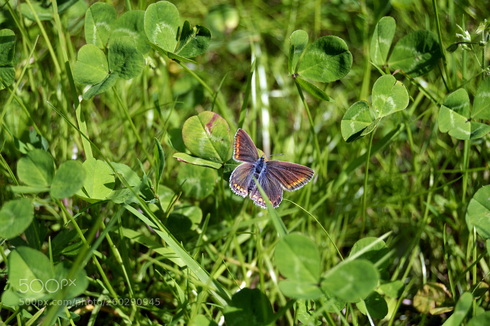 Nikon D3100 sample photo. Colorfly photography
