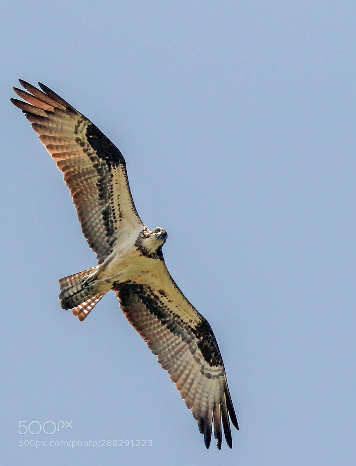 Canon EOS 7D Mark II sample photo. Osprey fissheye view photography