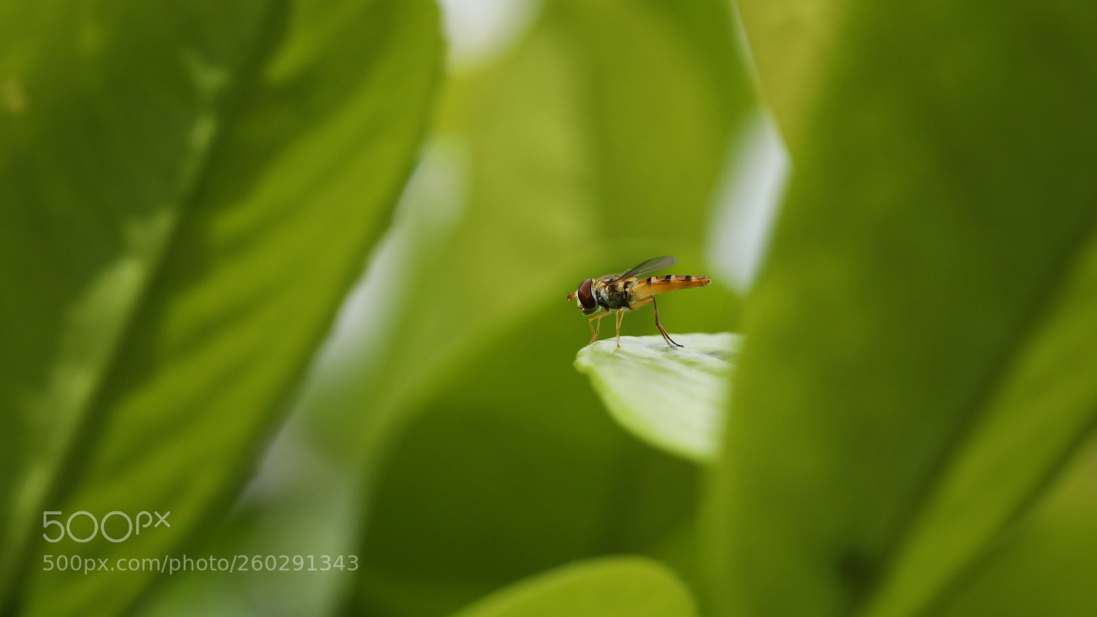 Canon EOS 5D Mark IV sample photo. Green launching pad photography