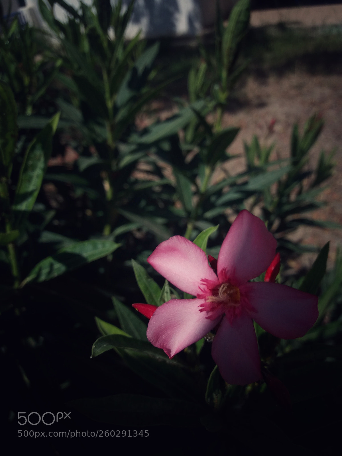 Samsung Galaxy J5 sample photo. Untitled photography