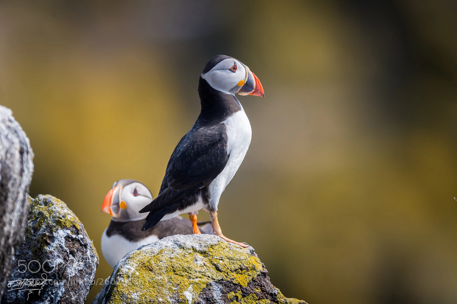 Nikon D5 sample photo. Atlantic puffin photography
