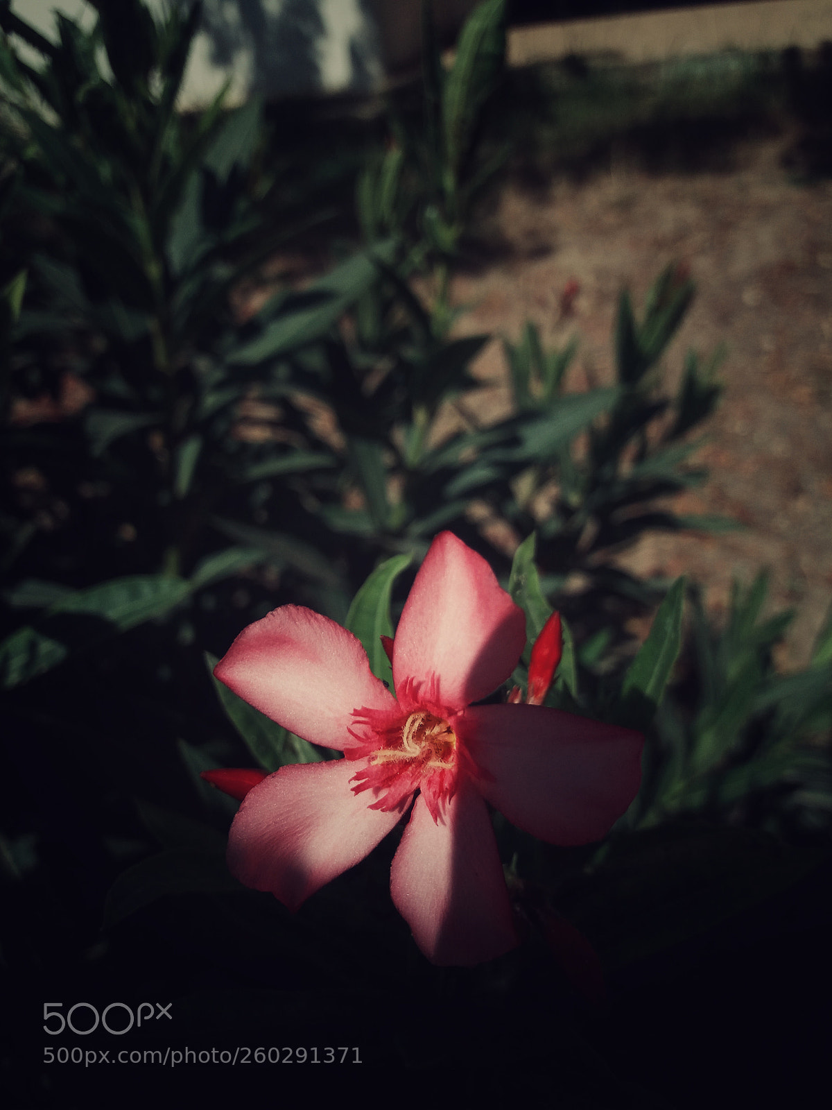 Samsung Galaxy J5 sample photo. Untitled photography