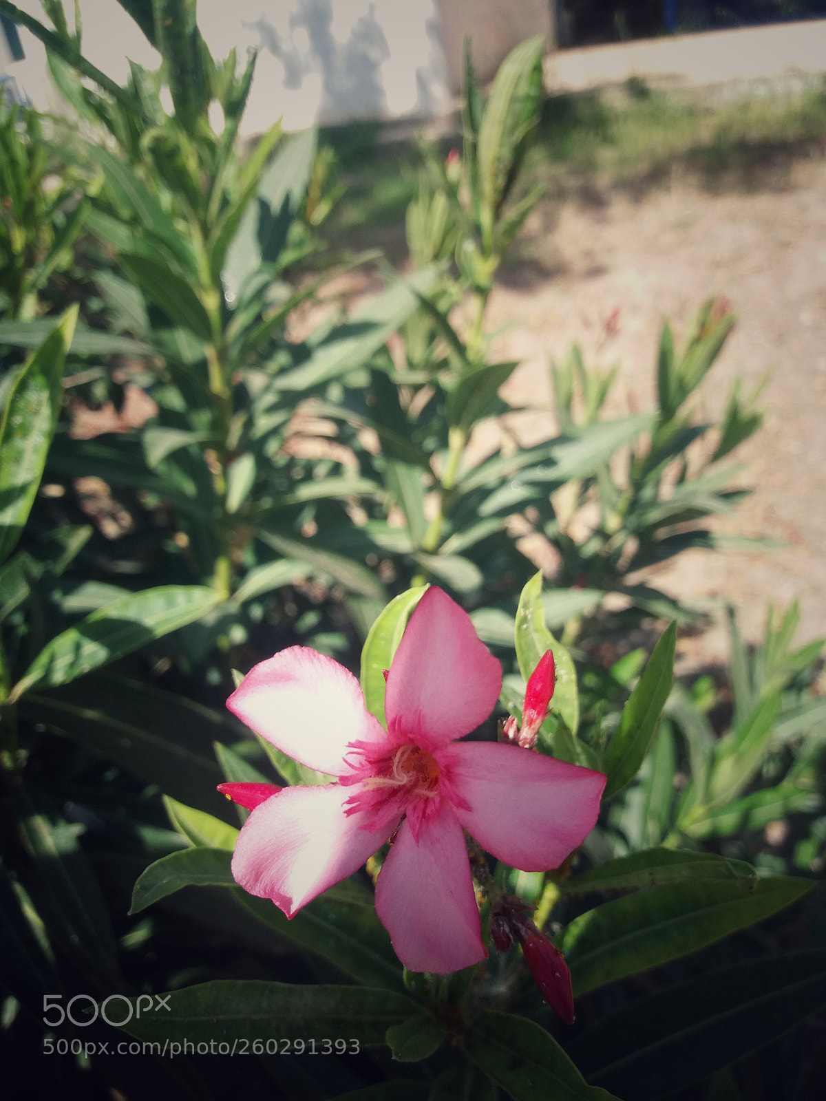 Samsung Galaxy J5 sample photo. Untitled photography