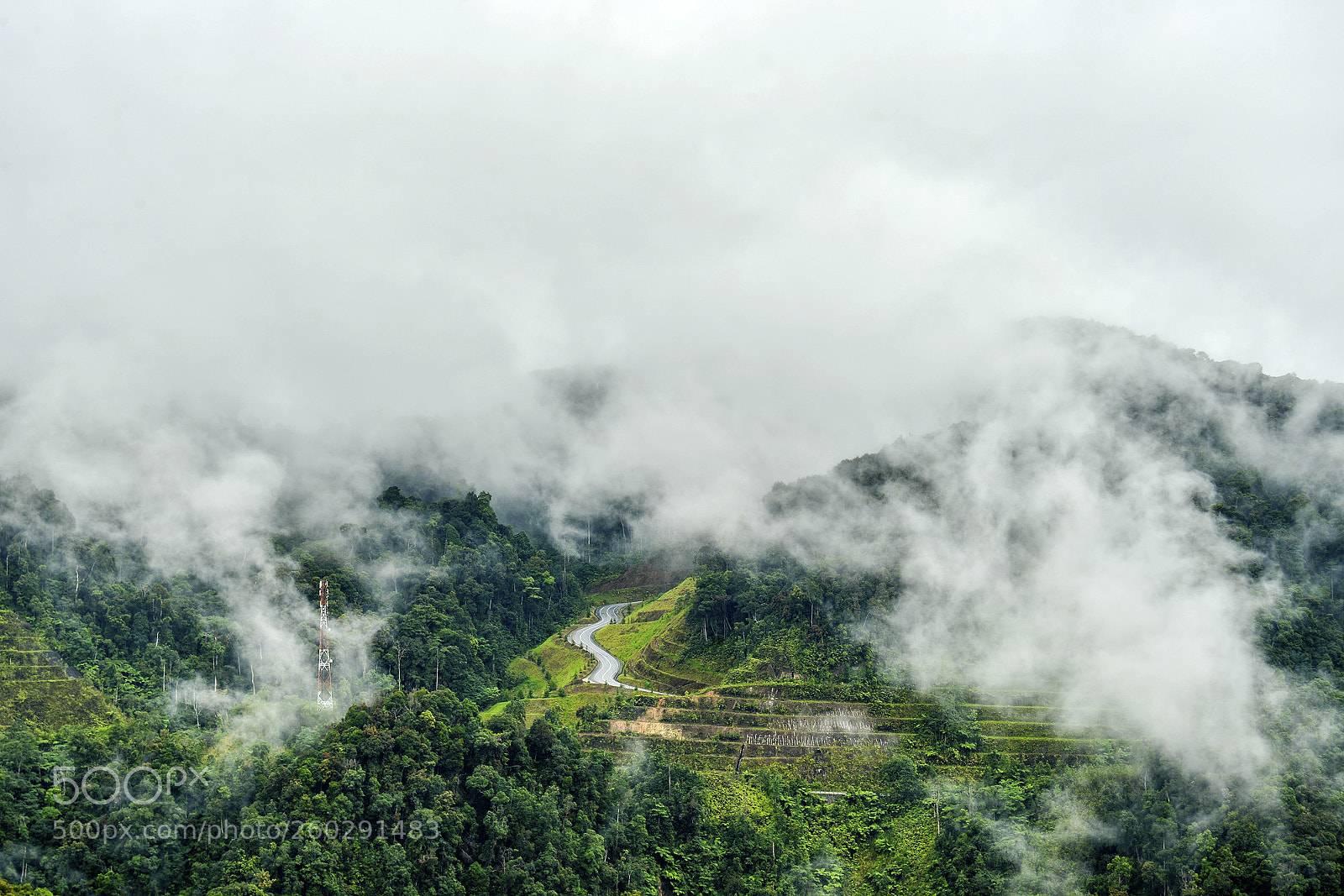 Nikon D610 sample photo. Rain forest after the photography