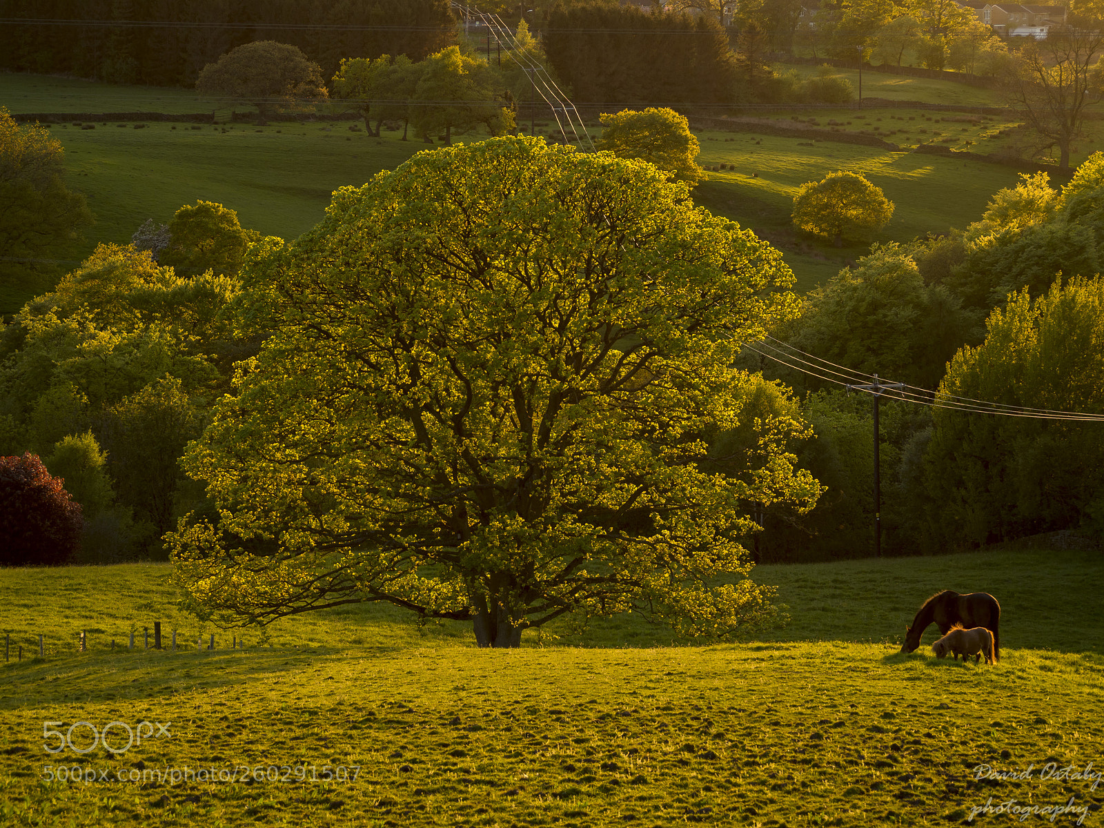 Olympus OM-D E-M10 II sample photo. Evening light photography