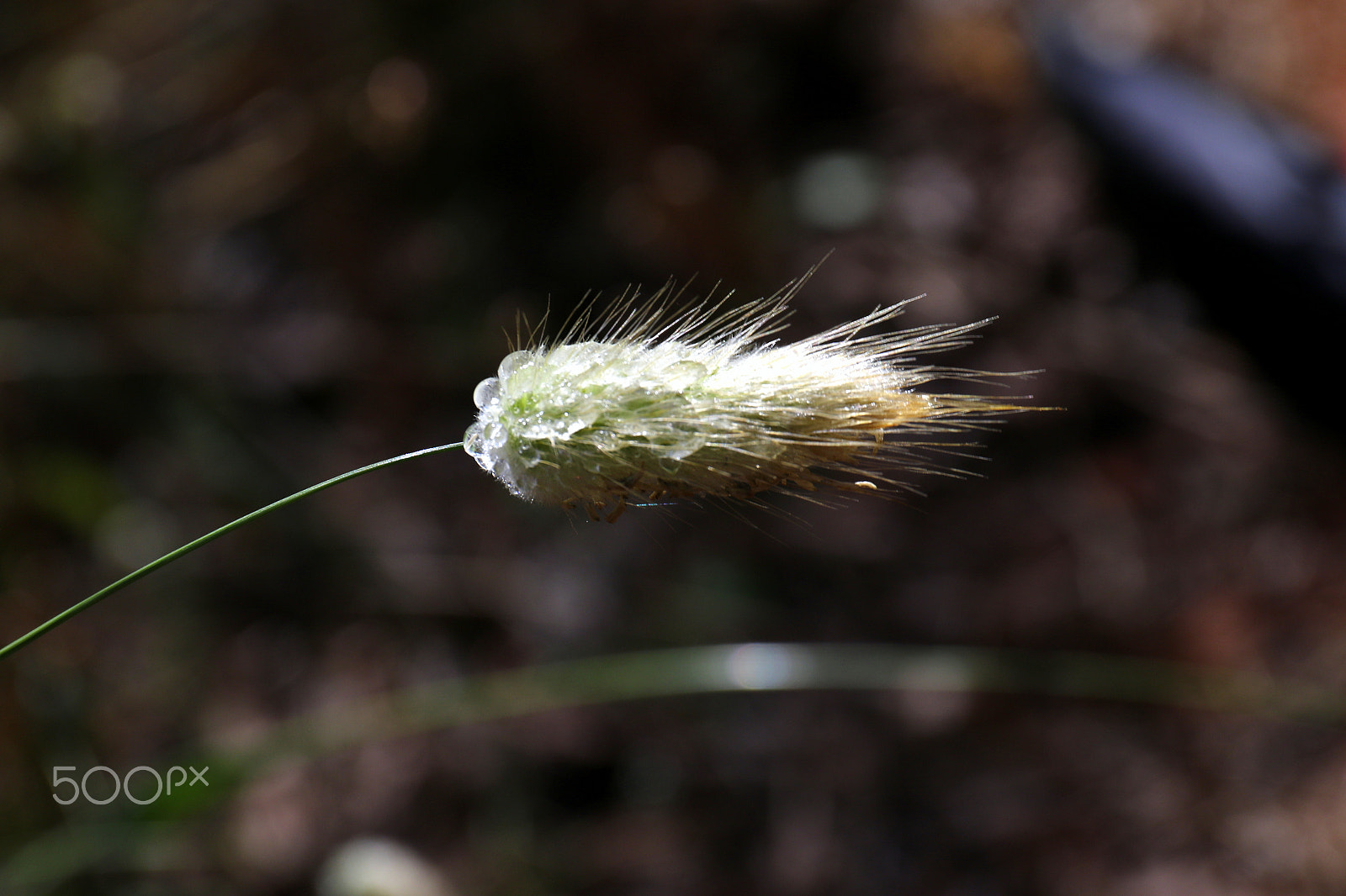 Canon EF 24-70mm F4L IS USM sample photo. Alone photography