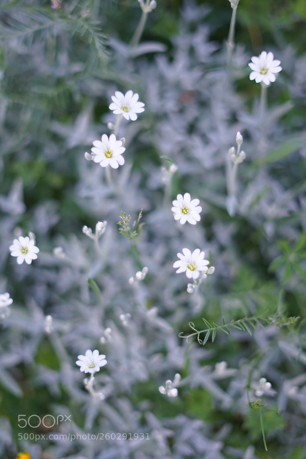 Sony a7 II sample photo. First rockery flowers photography