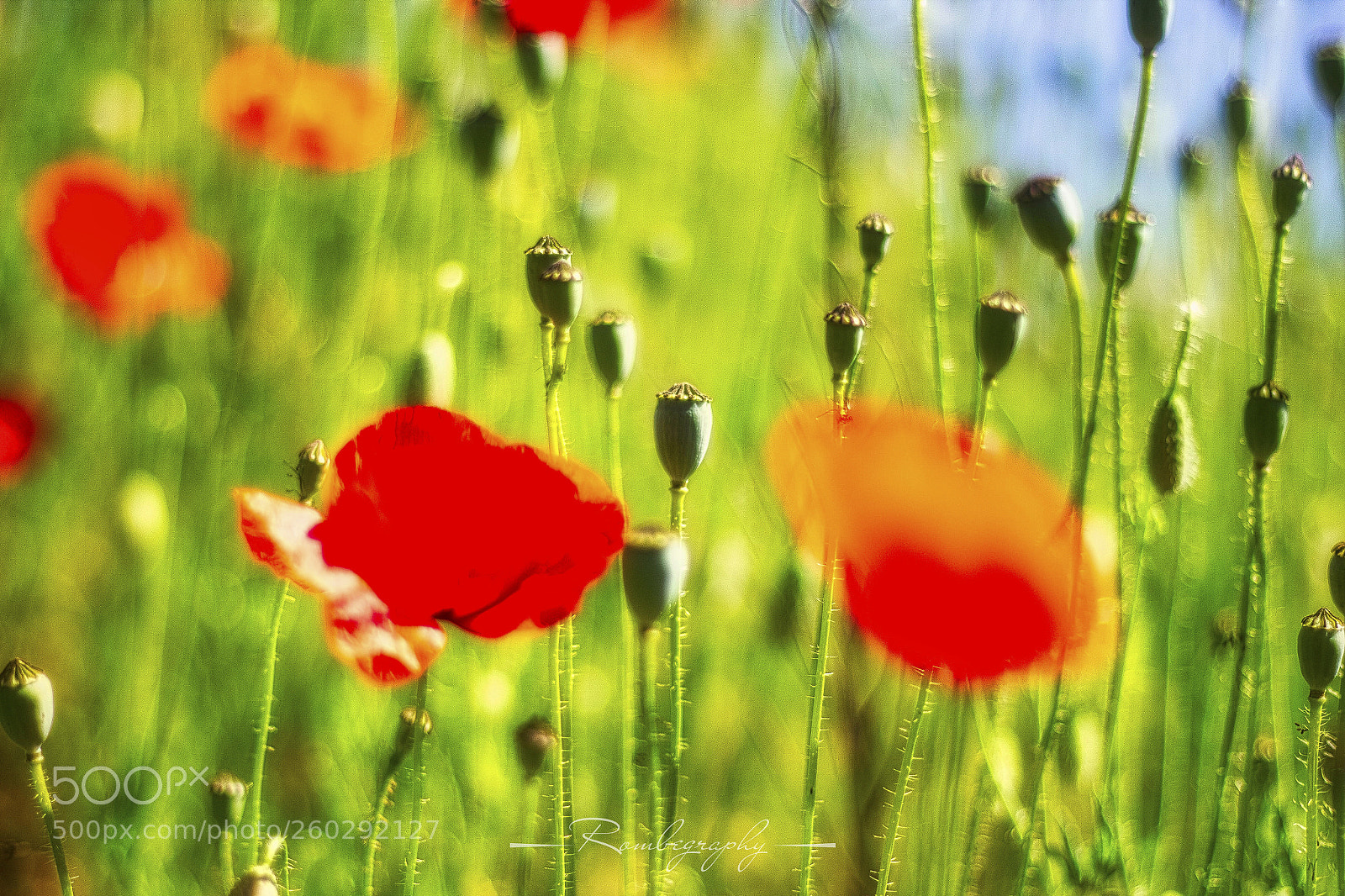 Canon EOS 600D (Rebel EOS T3i / EOS Kiss X5) sample photo. Poppies photography