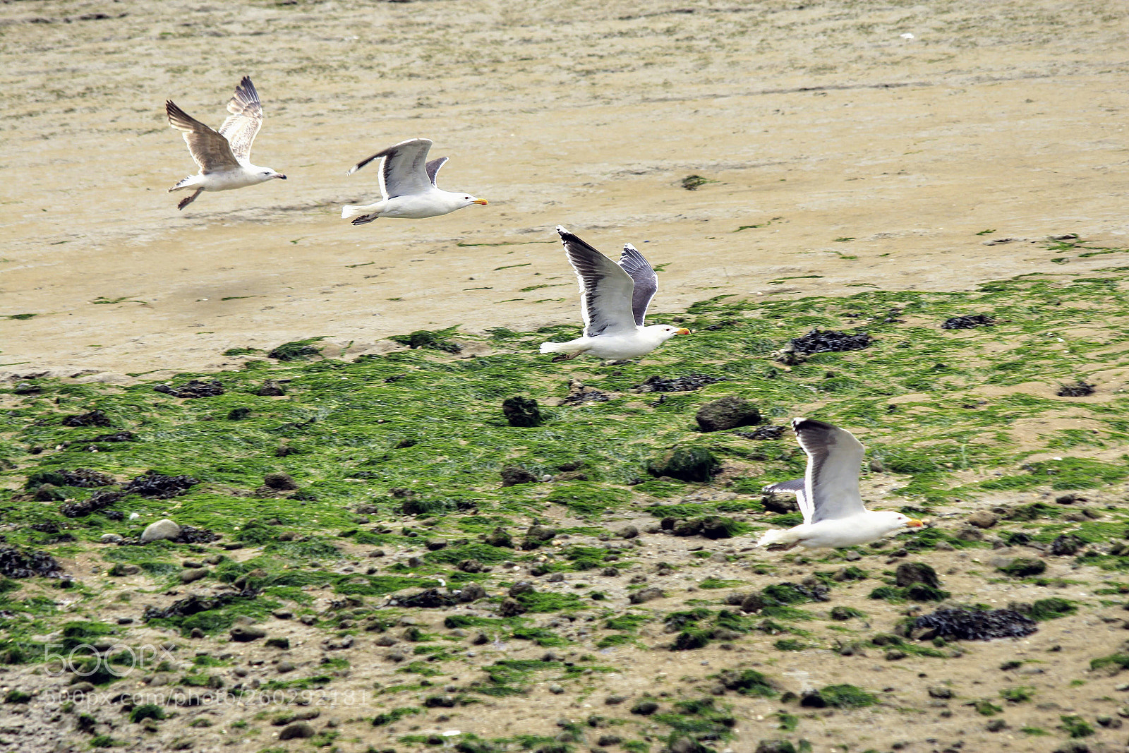 Canon EOS 600D (Rebel EOS T3i / EOS Kiss X5) sample photo. Seagull team photography