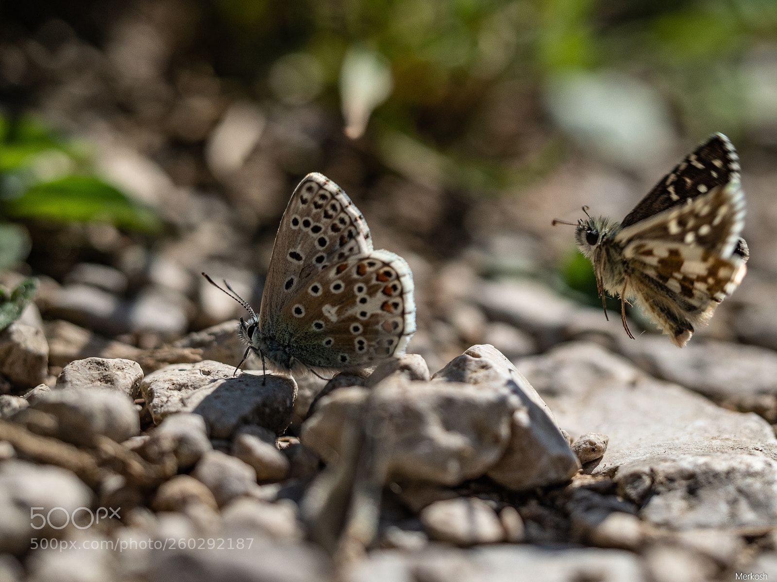 Olympus OM-D E-M1 Mark II sample photo. Landing zone photography