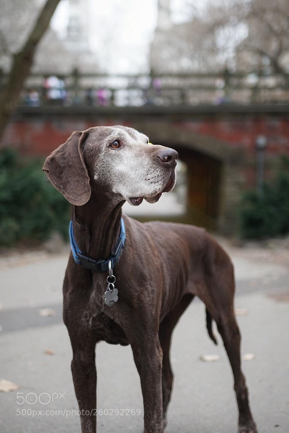 Sony a6300 sample photo. Central park pup photography
