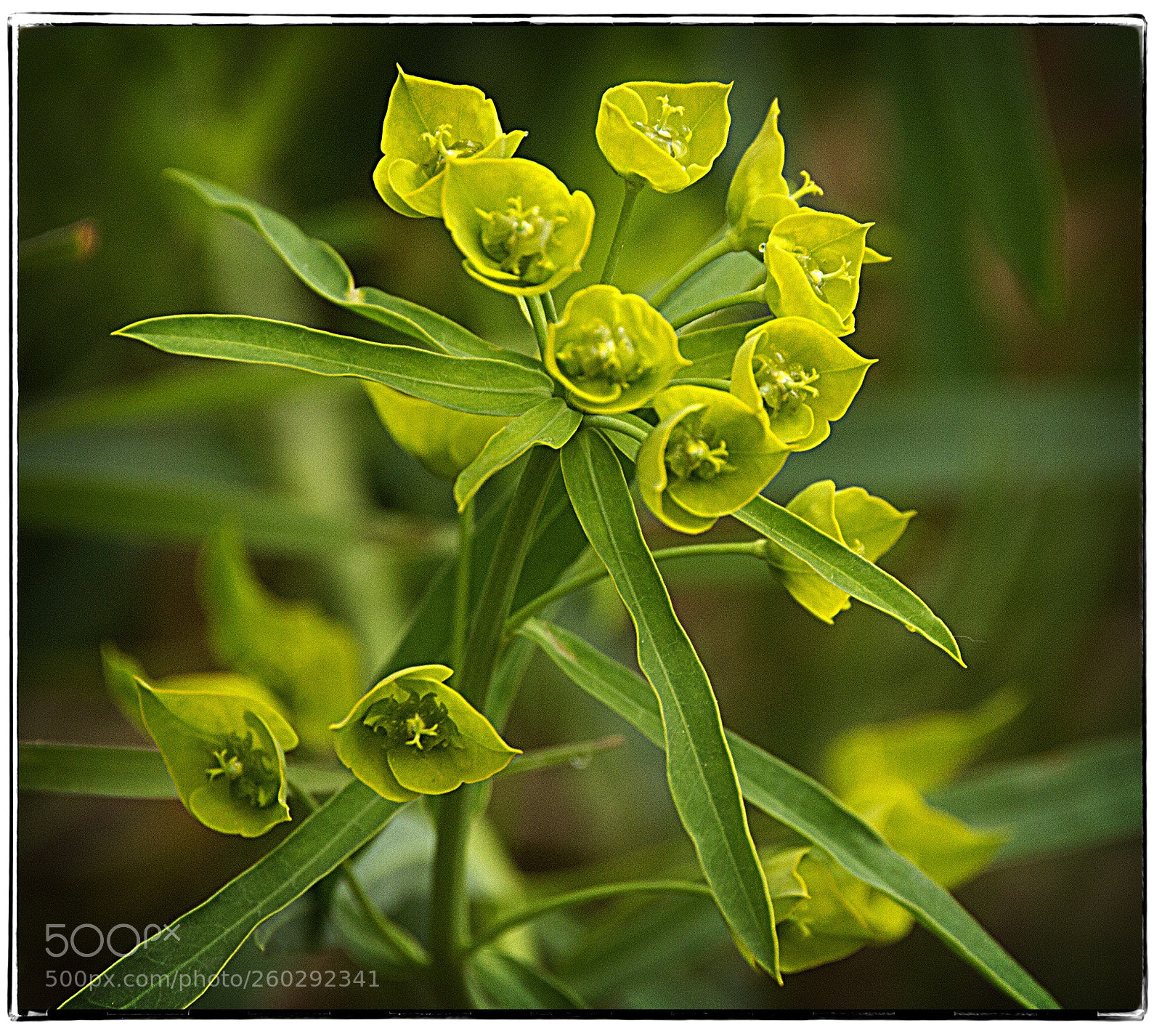 Canon EOS 7D sample photo. Yellow flowers  photography