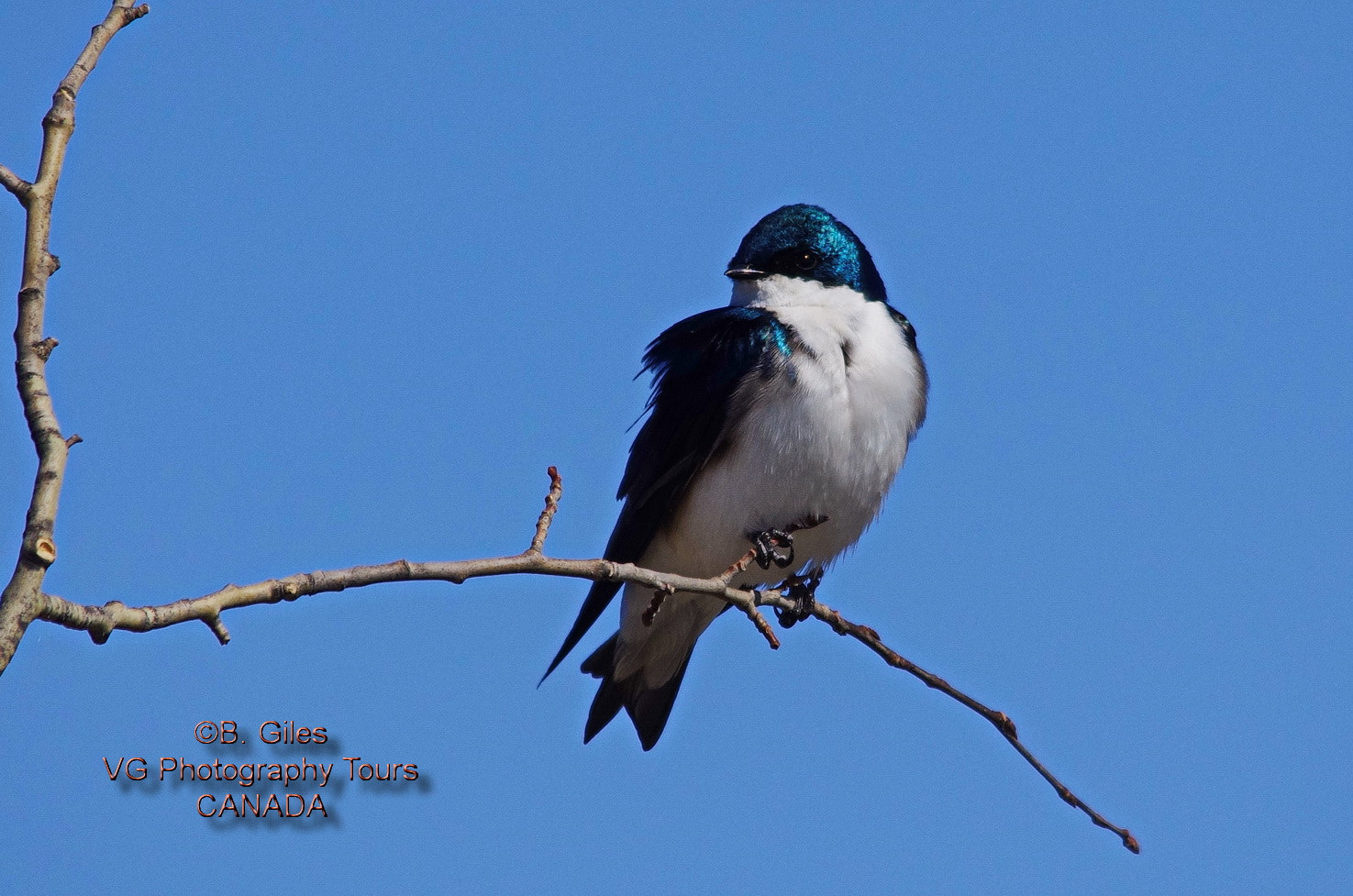 Sigma 150-500mm F5-6.3 DG OS HSM sample photo. Tree swallow photography