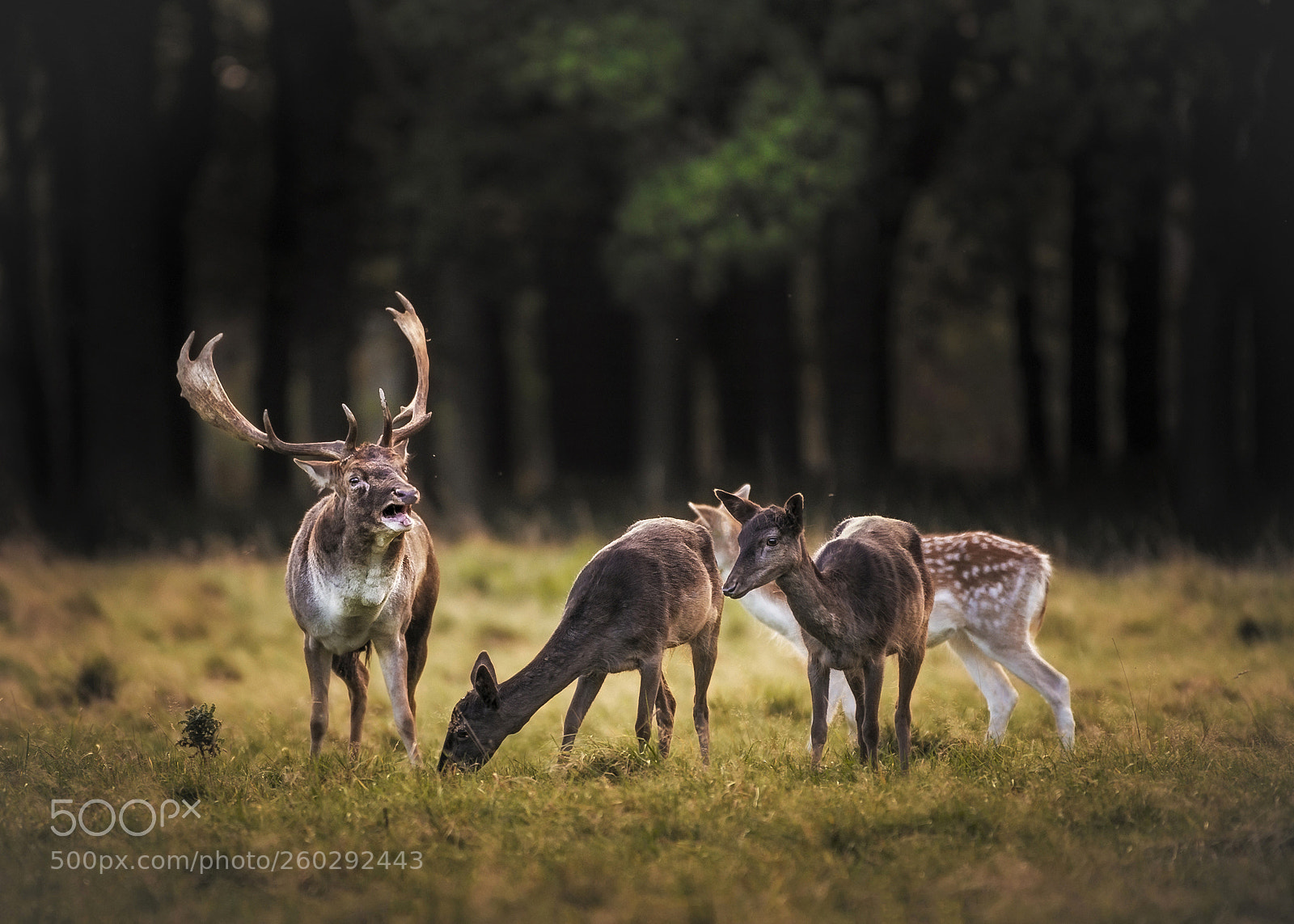 Nikon D800 sample photo. Deer photography