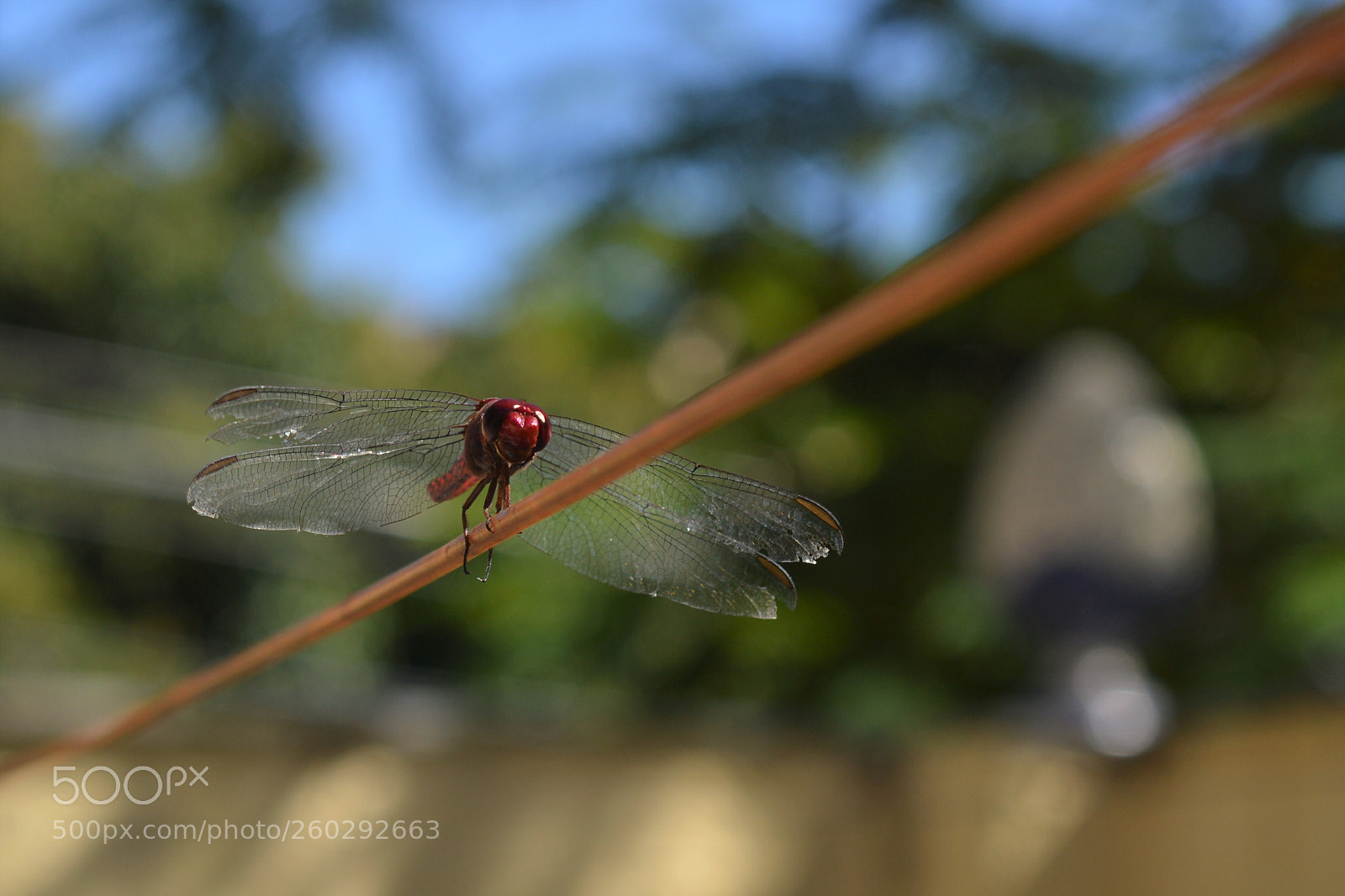Nikon D3200 sample photo. Dragon fly photography