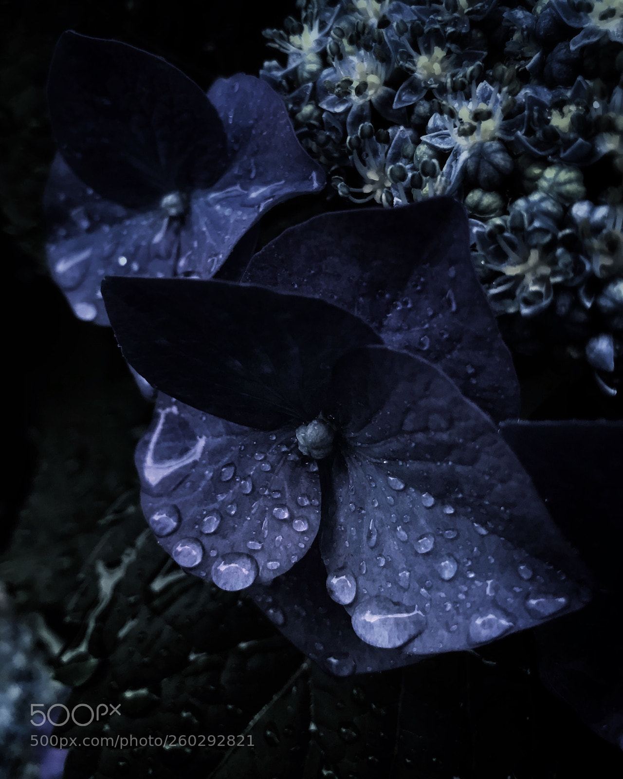 Apple iPhone 7 Plus sample photo. Hydrangea photography