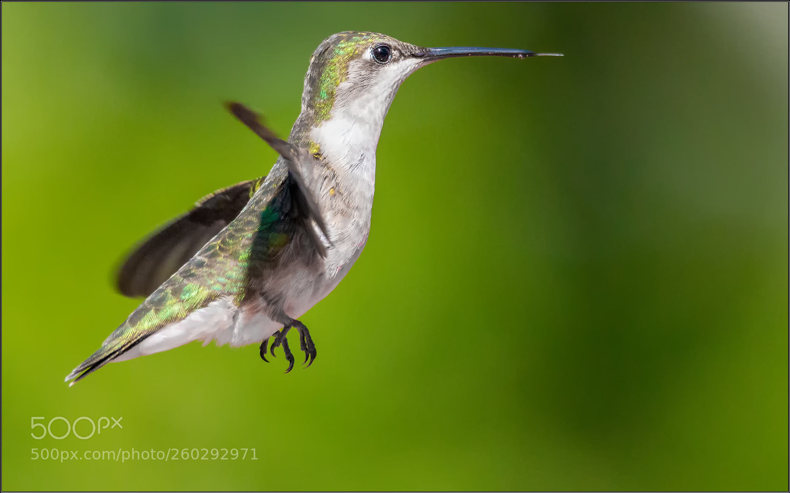 Canon EOS 70D sample photo. Ruby-throated hummingbird (female) photography
