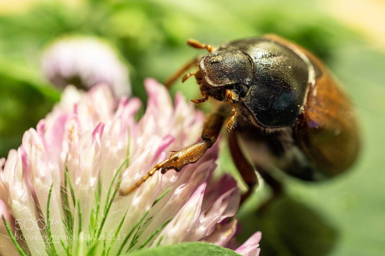 Sony a6000 sample photo. Mai käfer photography
